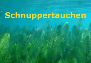 Kursbild für Schnuppertauchen