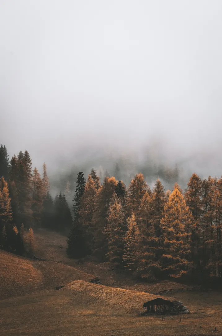 ROOT TIME: ZEIT FÜR DICH - Waldauszeit für Führungskräfte Bild 2