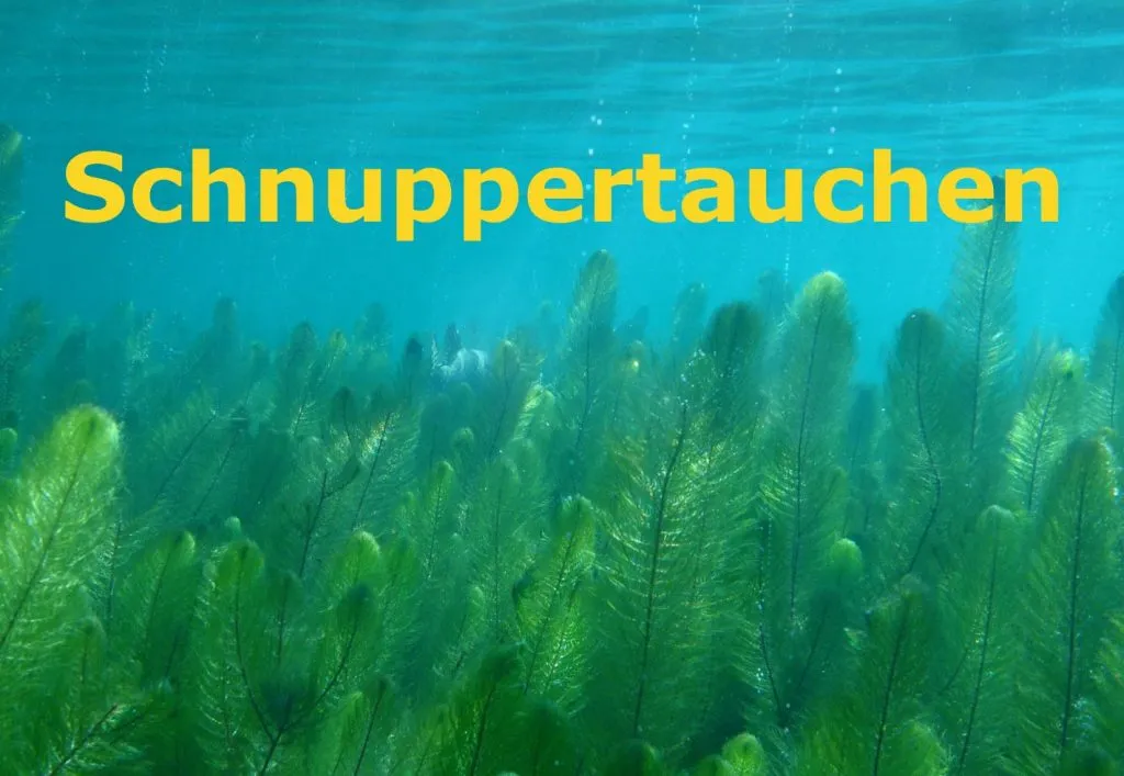 Schnuppertauchen